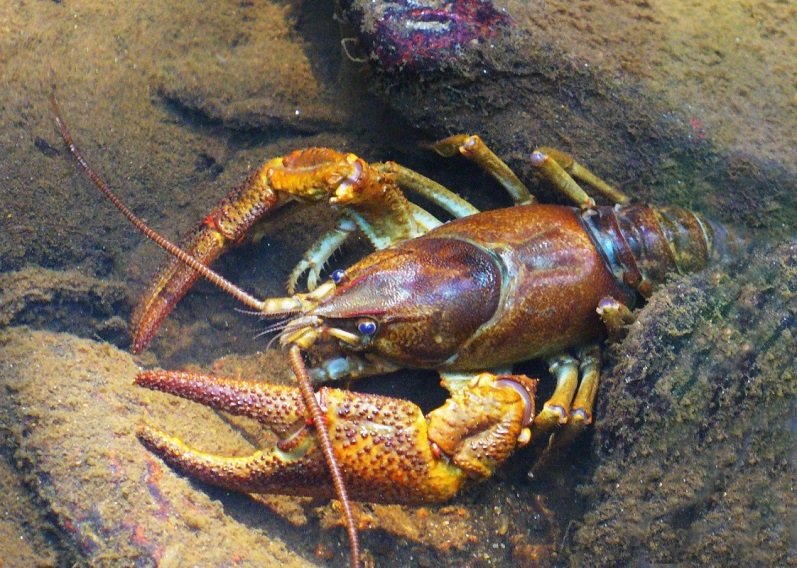 In the footsteps of the Stone Crayfish